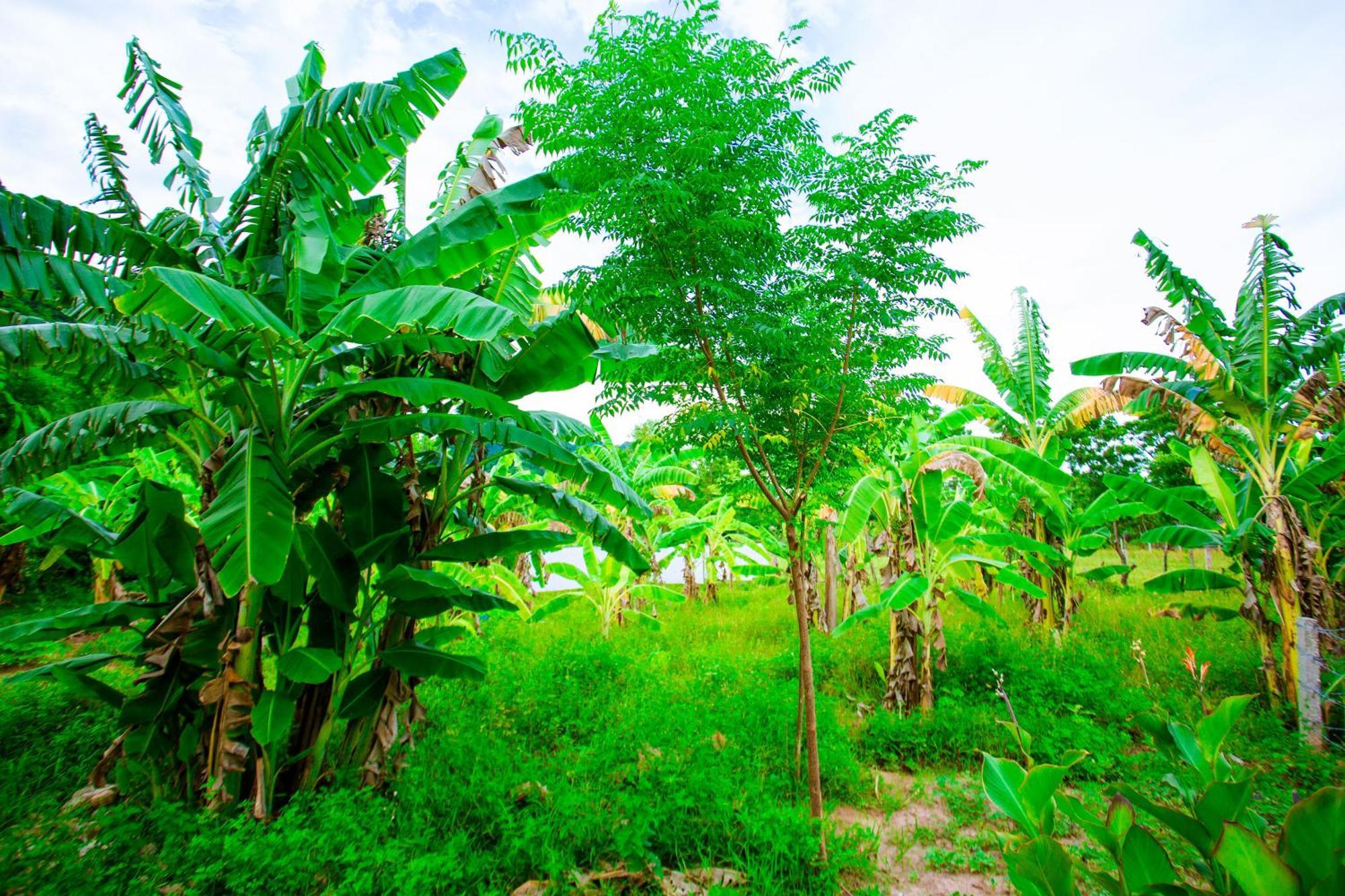 Homestay A Little Leaf *