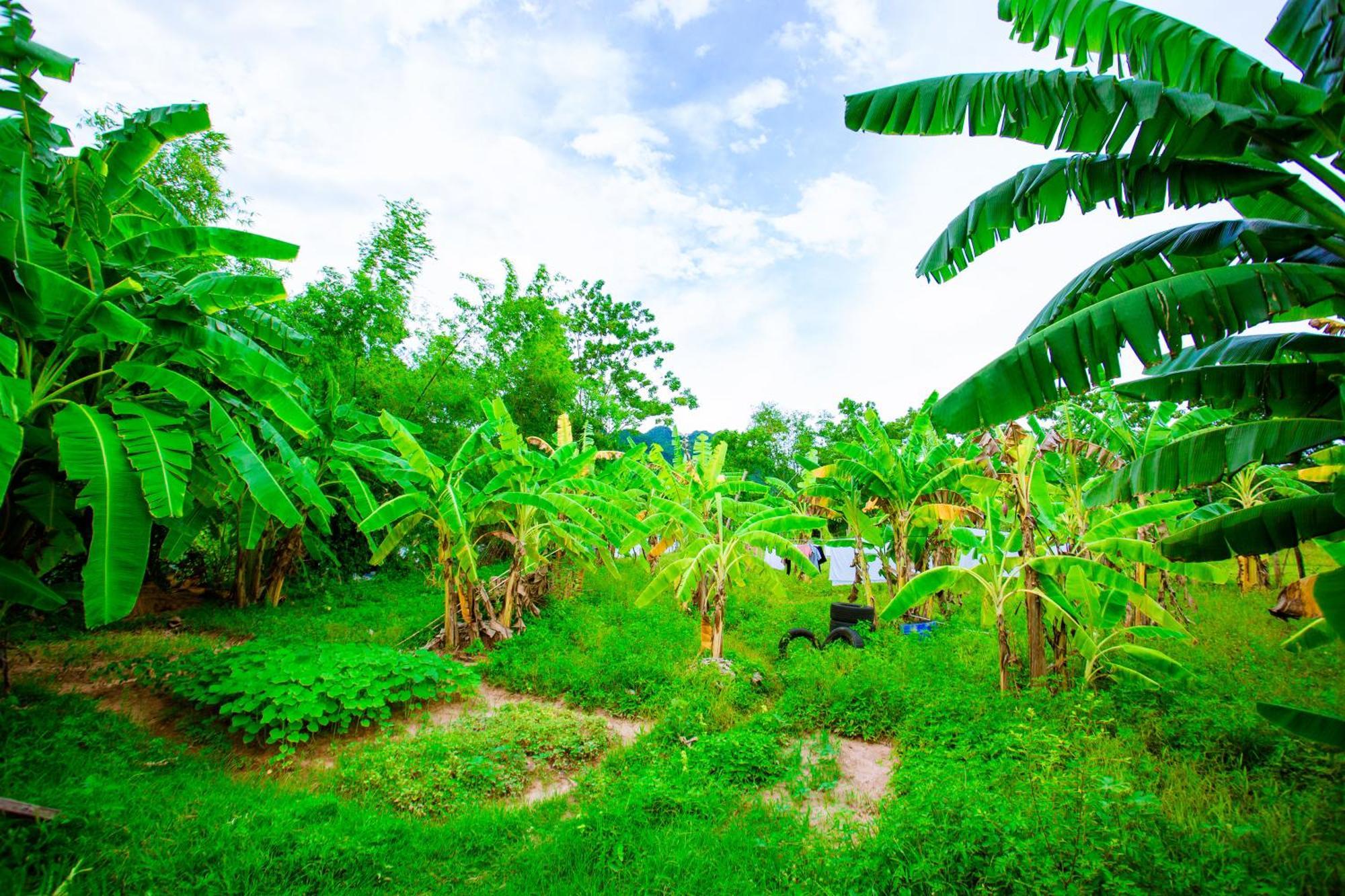 Homestay A Little Leaf